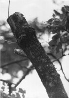 Male Downy Woodpecker 1945