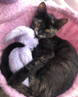 A dark brown cat with orange and biscuit colored accents curls around a light purple stuffed rabbit. The cat has orange eyes and is looking at the photographer. The cat is on its right side, curled around the stuffed toy. The cat's back legs are up against the toy, with the left front leg draped across the body. The cat's tail is curved around the back of the rabbit curled up from beneath and up around the shoulder. Both cat and toy are together in a fuzzy pink round  hammock like structure.