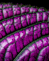 Close up image of a brilliant purple plant leaf. The dark green and black ribs and veins of the leaf curve up and to the right.