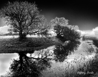 Black and white image of trees reflected in a body of water. 