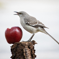 A Northern Mockingbird standing on a tree bark with an apple, that's also on the tree bark, in front of the bird.