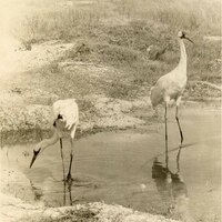 Two whooping cranes stand in water. 