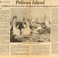 In this article Pat Suter gives an example of the size of a proposed patrolling area to protect the nesting grounds of brown pelicans. Local chapters of the Audubon society were involved in monitoring and conserving land necessary for different species’ survival.