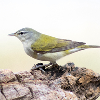A Pine Warbler bird standing on a rock in the center of the shot. 