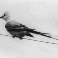 Scissortailed Flycatcher 1942