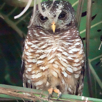 A African Wood Owl standing on either a branch or a plant stem staring at the camera in the center of the shot. 