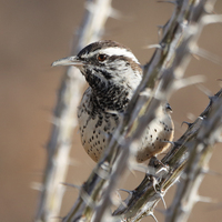 A Cactus Wren standing on what looks like a tree branch. Only the bird and two tree branches, including the branch the bird is standing on is in focus. The other branches in the photo are out of focus and the background is a blurred. 