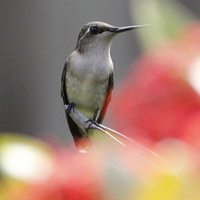 A close up of a Rub-throated Hummingbird on a branch in the center of the photo. With a blurred out background of the colors gray, pinkish red, green, and yellow.