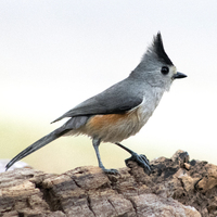 A Black-crested Titmourse bird standing on a tree bark in the center of the shot.