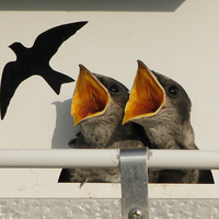 Two Purple Martin Chicks next to each other looking off to a bird flying with their beaks open. With a white background and a hand railing that is white and light gray color. There is a graphic of a flying bird near to where the two Purple Martin Chicks have their open beaks pointed at. 
