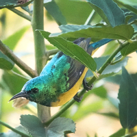 A Collared Sunbird on a plant stem in the center of the shot. 