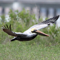 A Brown Pelican in mid shot while in mid flying position close to the grass land.  There is grass underneath the bird and behind the bird and there is water behind the grass that's behind the bird.