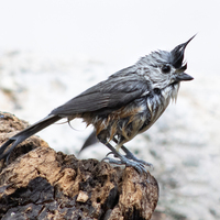 A Black-crested Titmourse bird standing on a tree bark in the center of the shot. 