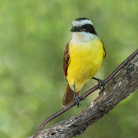 A Great Kiskadee bird standing on a tree branch in the center of the photo. The bird and tree branch are in focus with a green blurred background.