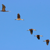 White-faced Ibis flying among Fulvous Whistling-Duckson a blue sky.