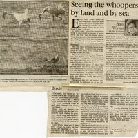 Article by Phyllis Yochem titled "Bird Watch.” Undated. Talks about seeing whooper cranes by sea and land.