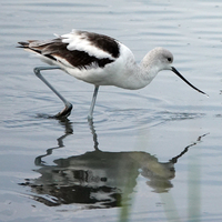 A American Avocet bird standing on one foot in the water with the other foot just poking at the surface of the water. It is standing in an angle since it looks like the bird bulled its head back from having its beak in the water.  There is a reflection of the bird in the water. 
