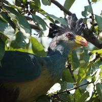 A Great Blue Turaco bird standing on a tree branch looking up to the sky. 