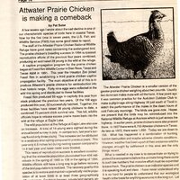 In this 1994 article in the Coastal Bend Sun, Pat Suter writes about the comeback of the Attwater prairie chicken.