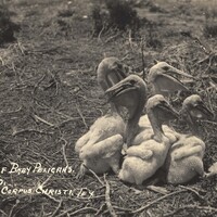 Bird Photo Postcard, A family of baby pelicans, bird-island, Near Corpus Christi, Tex