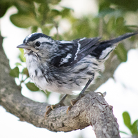 A Black-and-white Warbler bird standing on a tree branch. It is in color. The bird and where the bird is standing on the branch are the only things in focus. The rest of the branch and another branch with leaves on it are out of focus with a whiteish background.