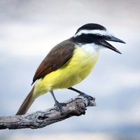 A Great Kiskadee bird on a branch. the bird is in the center of the picture while the branch is coming from the lower left of the photo to the center. It is a close up, the bird and branch are in focus with a blurred white background. The bird also has its beak open.