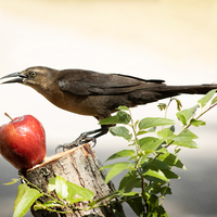A Grackle bird on a tree bark, that has  a tree branch of leaves next to it, with an apple in the center of the shot. The bird, apple, tree bark and tree branch with the leaves are in focus while the background is blurred.