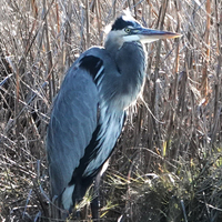 The Great Blue Heron is in the center of the shot standing in tall grass. It is standing with its head near its body and their wings tucked in. From the photos perspective it looks like the Great Blue Heron is facing east. 