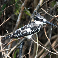 A Pied Kingfisher bird standing on a twig in the center of the shot. 