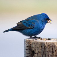 A Indigo Bunting bird in the center of the shot standing on a tree bark with seeds in its mouth, which the bird is about to give to the Indigo Bunting chick in the tree bark. 