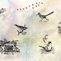Black and white illustrations of several different birds spaced throughout the page. Background appears to be a pastel wash of color. 