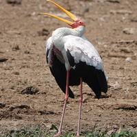 A Yellow-billed Stork bird standing on some grass leaf things on the ground in the center of the shot with its mouth open towards the sky. 