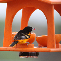 A Baltimore Oriole standing on a red bird feeder eating or drinking something red in the middle of the shot.  The Baltimore Oriole and the red bird feeder are in focus while everything else in the background is blurred. 