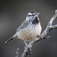 A Cactus Wren bird standing on one tree branch in the middle of the shot. The bird and the tree branch is in focus with a grayish background that is blurred.