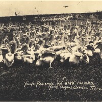 Bird Photo Postcard, Young Pelicans on Bird Island Near Corpus Christi Texas