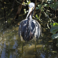 A Tricolored Heron standing in water where the sunlight is hitting its head. The Tricolored Heron is in the middle of the shot with plants and stems on the border of the photo.  This is also a close up of the Tricolored Heron and everything in the shot is clear. 