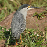 a Green-backed Heron bird standing in some plant leaves on the ground in the center of the shot. 