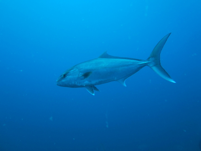 Archive+photo+of+a+Greater+Amberjack