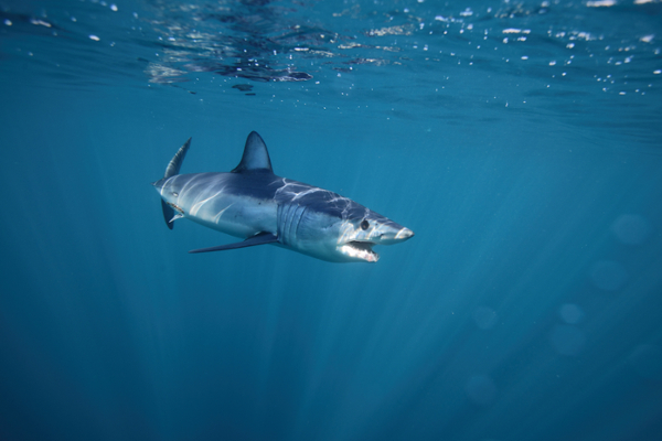 Royalty-free+photo+of+a+mako+shark