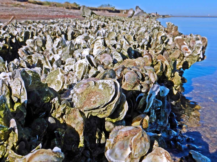 Generic+photo+of+oysters+in+a+coastal+setting