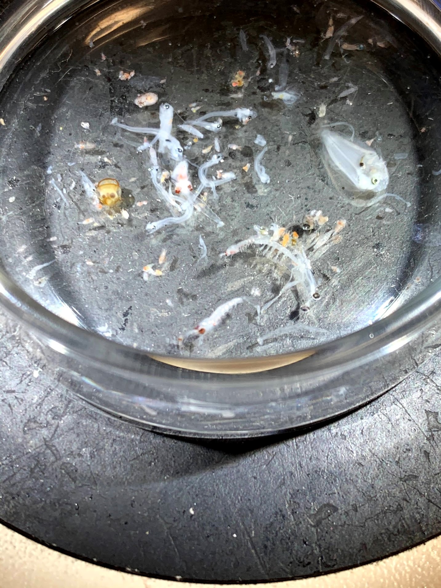Various plankton and fish larvae collected in the ocean