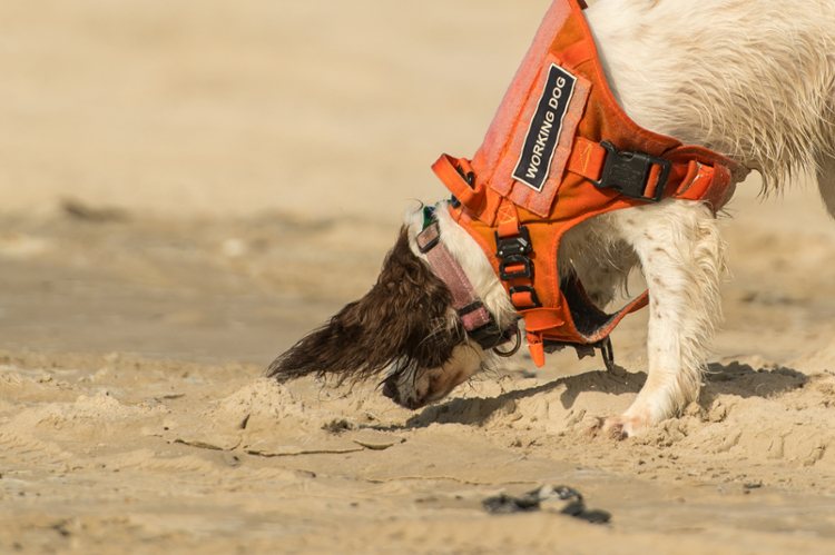 TAMU-CC+project+uses+dogs+to+detect+oil+spills+on+South+Texas+beaches