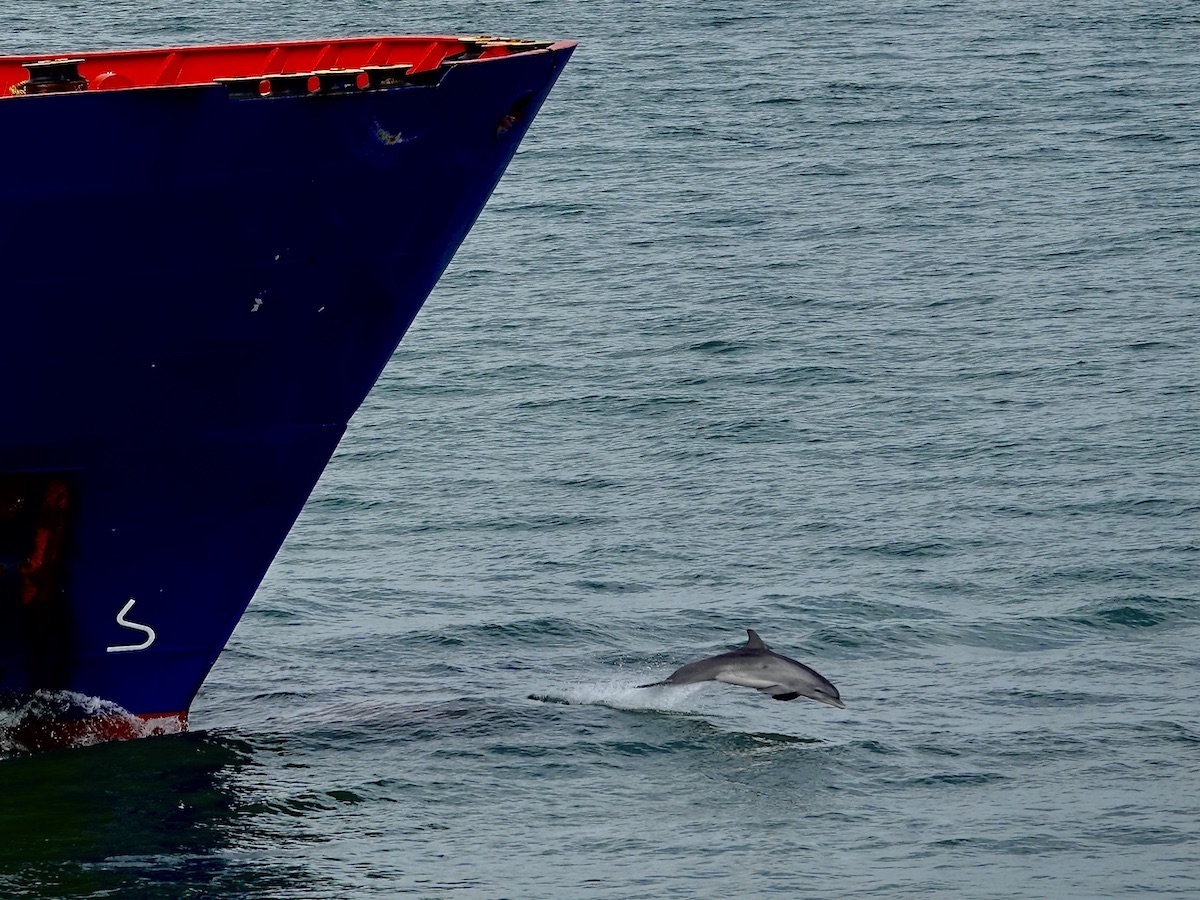 Tanker-surfing in the Corpus Christi Ship Channel