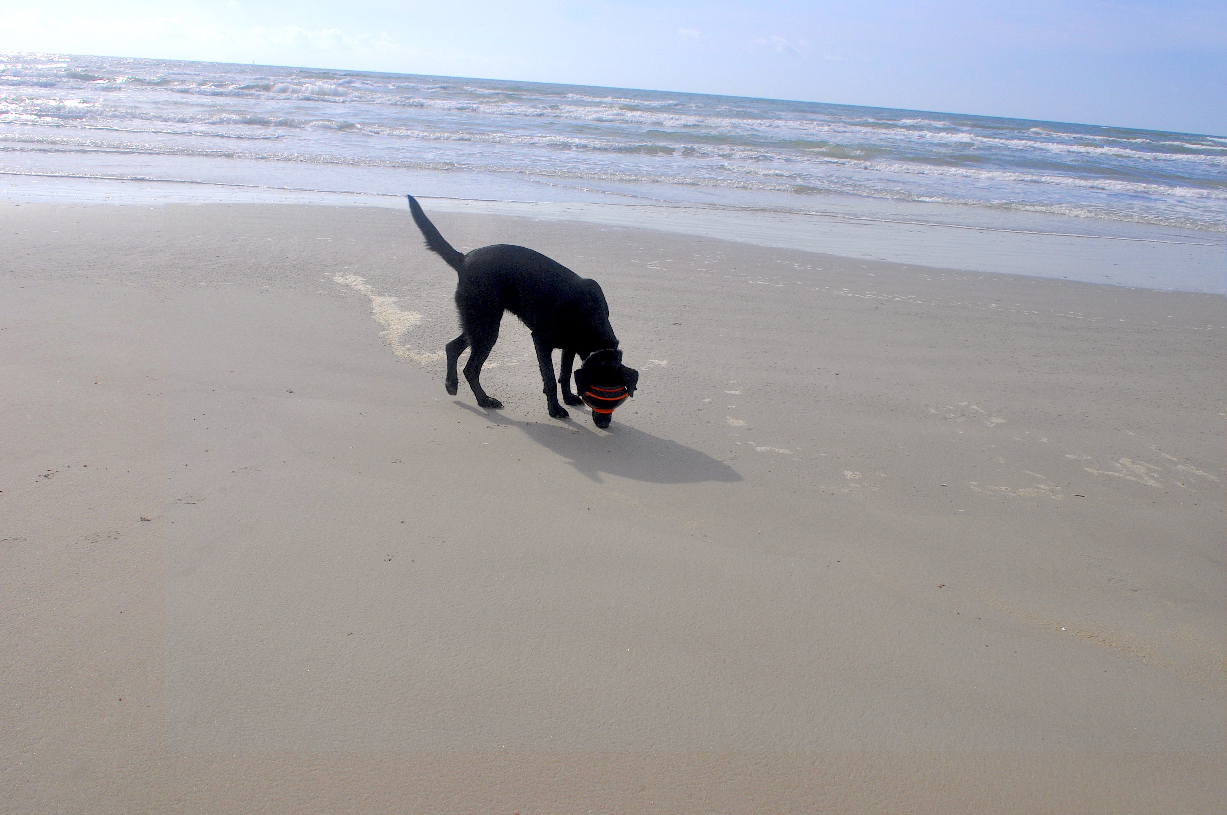 Canine on oil spill project