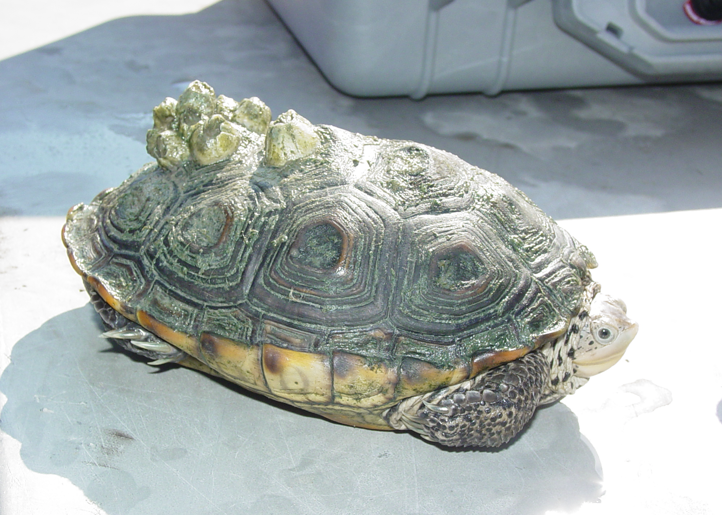 Terrapin for Terp project 2