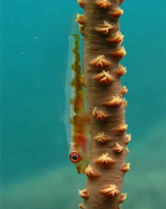 Whip coral goby, Micronesia