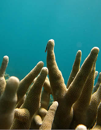 Gobi on some coral