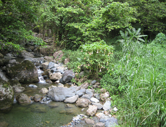 Sicydium habitat in Puerto Rico