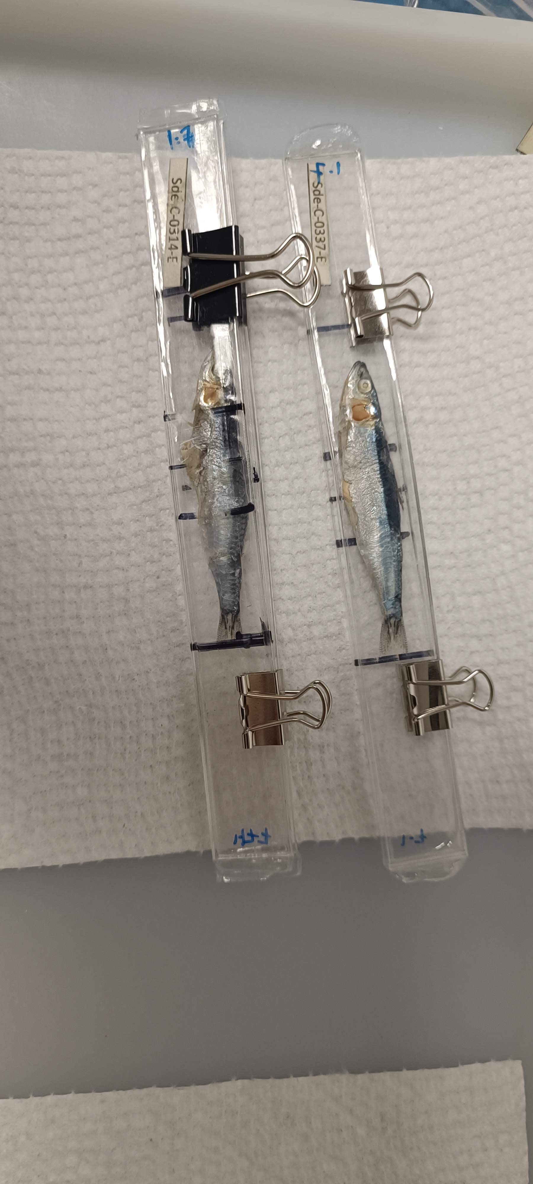 fish flattened between acrylic sheets