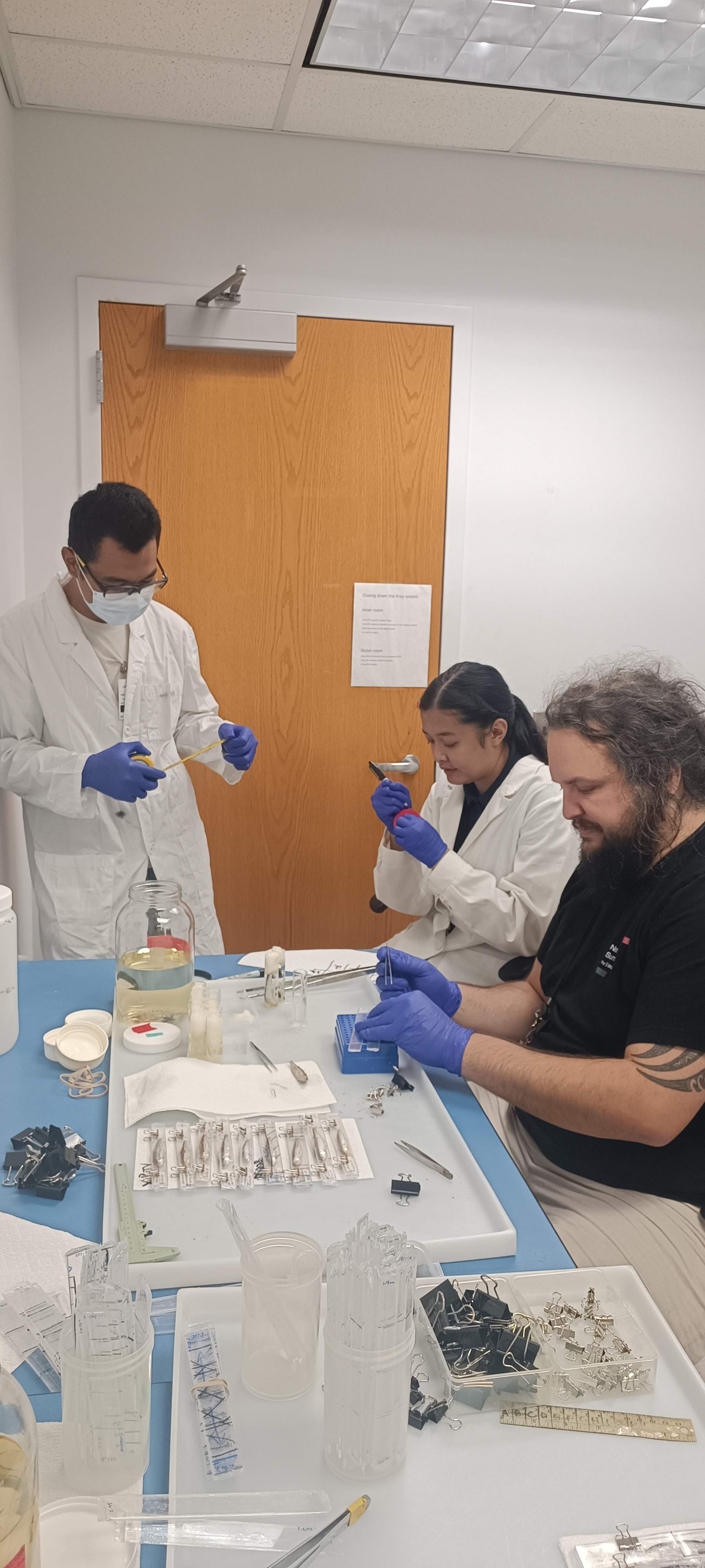 researchers putting fish in between acrylic sheets